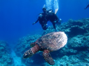 沖縄　ダイビング　慶良間　ウミガメ