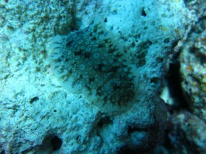 沖縄　ダイビング