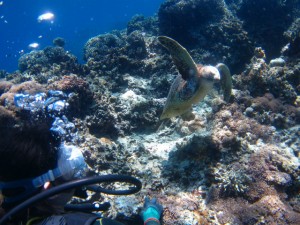 沖縄　ダイビング