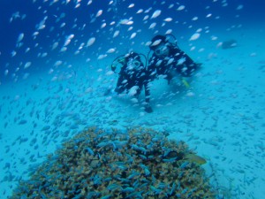 沖縄　ダイビング　慶良間