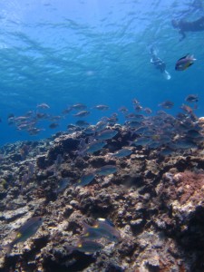 沖縄　体験ダイビング