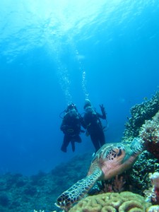 沖縄ダイビング