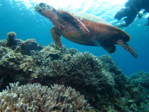 沖縄　ダイビング　慶良間