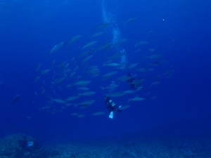沖縄　ダイビング