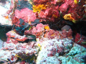 沖縄　ダイビング