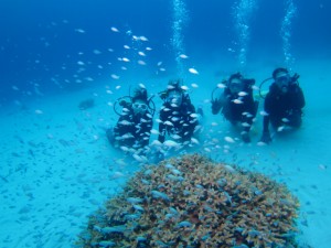 沖縄　ダイビング　ケラマ