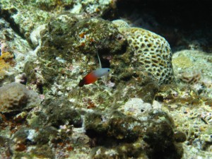 沖縄 ダイビング 慶良間