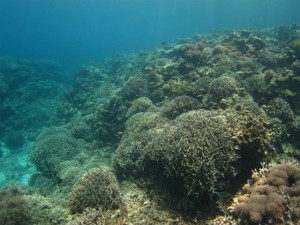 沖縄　ダイビング　慶良間