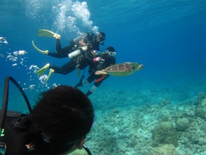 沖縄　ダイビング　慶良間　ウミガメ