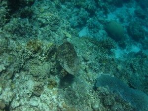 沖縄 ダイビング 慶良間