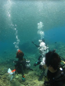 沖縄　ダイビング　ライセンス