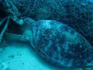沖縄　ダイビング　恩納村