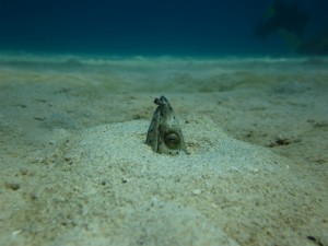 沖縄　ダイビング　恩納村