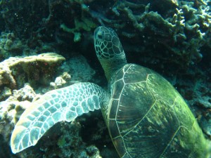 沖縄　ダイビング　ウミガメ　慶良間