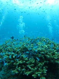 沖縄　ダイビング　慶良間　デバスズメダイ