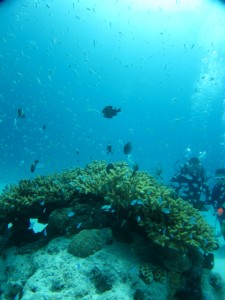 沖縄　ダイビング　慶良間　デバスズメダイ