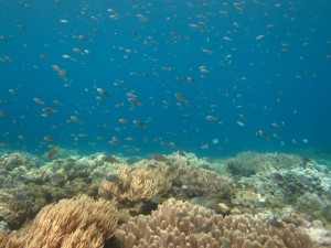 沖縄　ダイビング