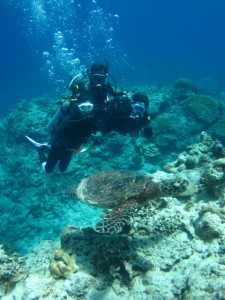 沖縄　ダイビング　慶良間　ウミガメ