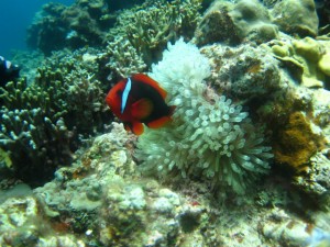 沖縄　ダイビング　ハマクマノミ