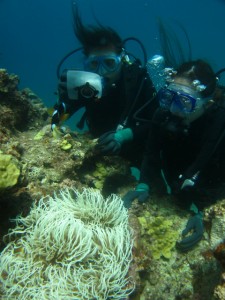 沖縄　ダイビング　クマノミ