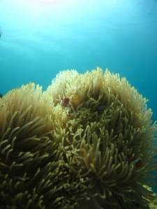 沖縄　ダイビング　ニモ　カクレクマノミ