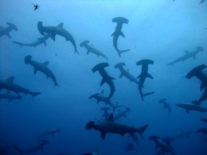 沖縄　ダイビング