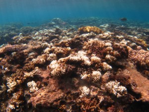 沖縄　ダイビング