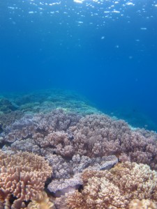 沖縄　ダイビング