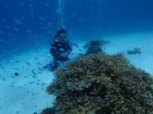 沖縄　ダイビング　慶良間