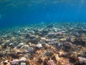 沖縄　体験ダイビング