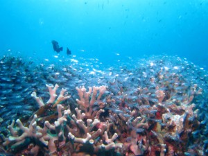 沖縄　体験ダイビング