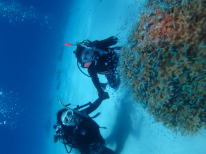 沖縄　ダイビング