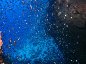 沖縄　ダイビング