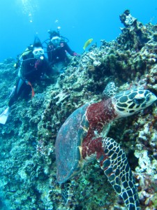 沖縄　ダイビング