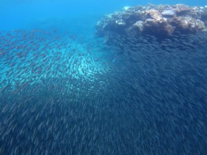 沖縄　ダイビング