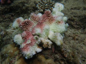 沖縄　ダイビング　白化　真栄田岬