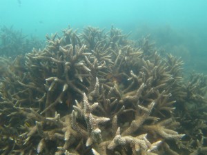 沖縄　ダイビング