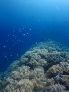 沖縄　ダイビング