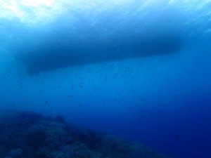 沖縄　ダイビング