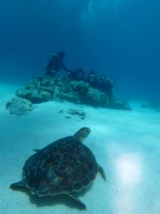 沖縄　ダイビング　慶良間