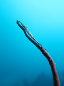 沖縄　ダイビング