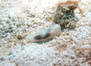 沖縄　ダイビング