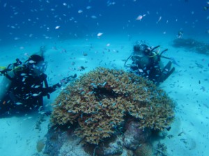 沖縄　体験ダイビング