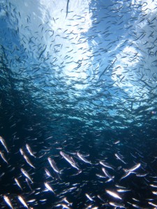 沖縄　ダイビング