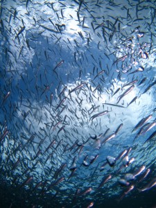 沖縄　ダイビング