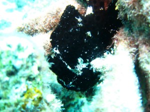 沖縄　ダイビング