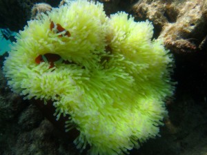 沖縄　体験ダイビング