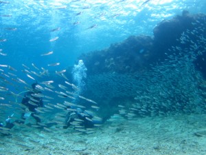 沖縄　ダイビング