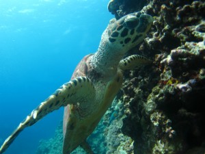 沖縄　ダイビング