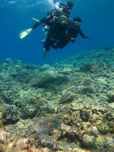 沖縄　ダイビング　慶良間　ウミガメ